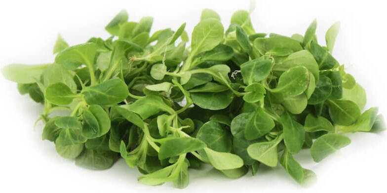Mâche fraîche, non lavée BIO (environ 100 g)